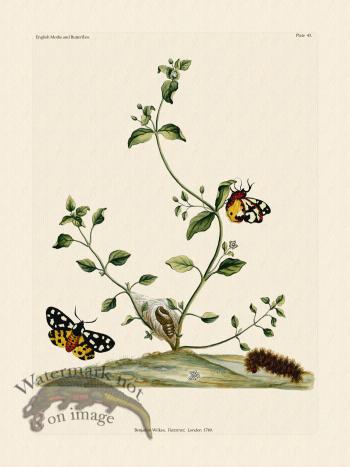 Wilkes Butterflies 043